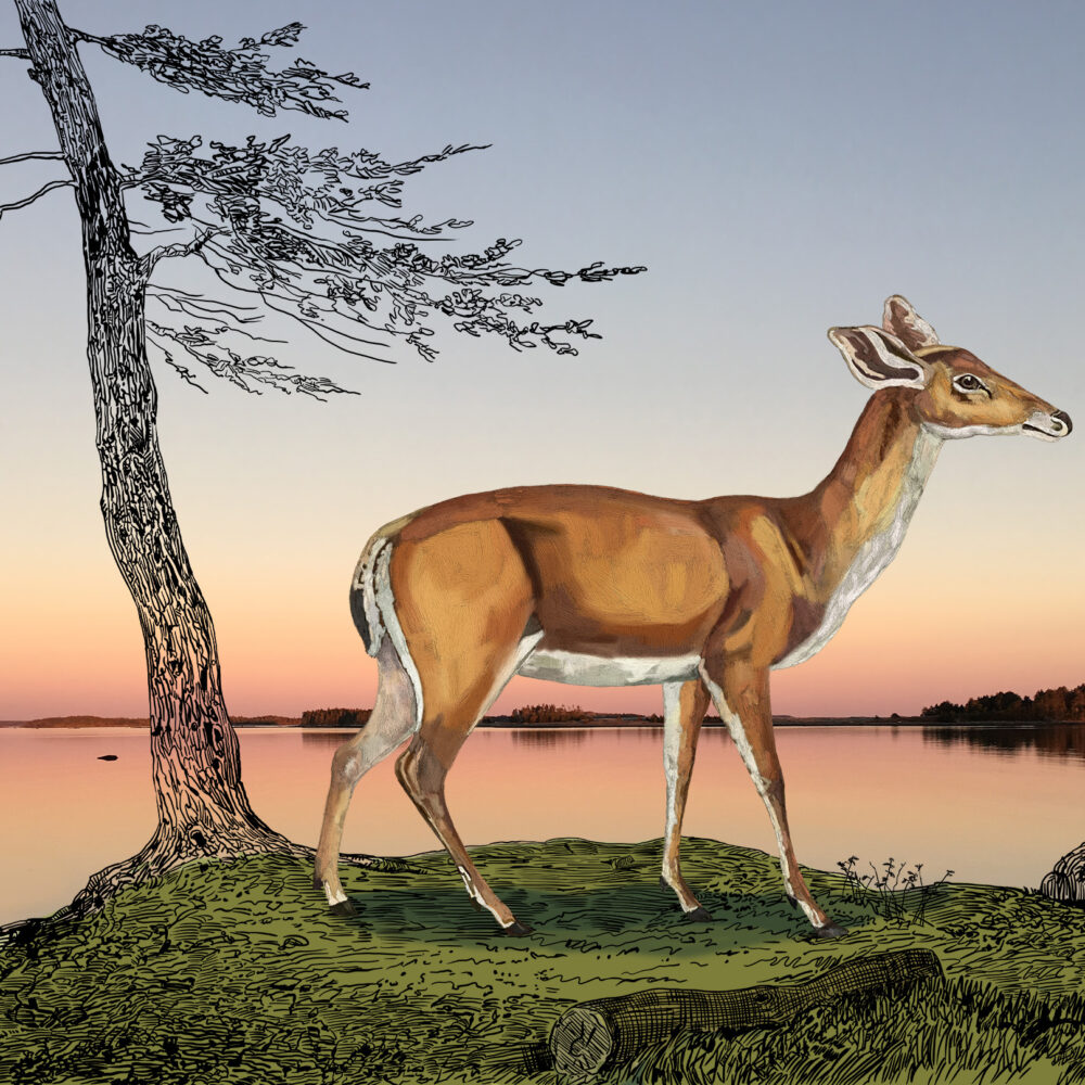 Deer By Calm Water