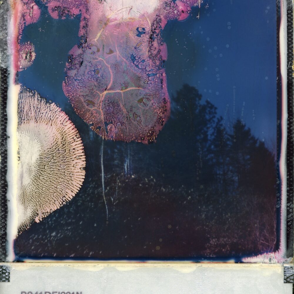 Chester, Pink